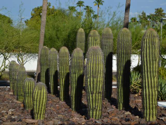Cactus en Phoenix