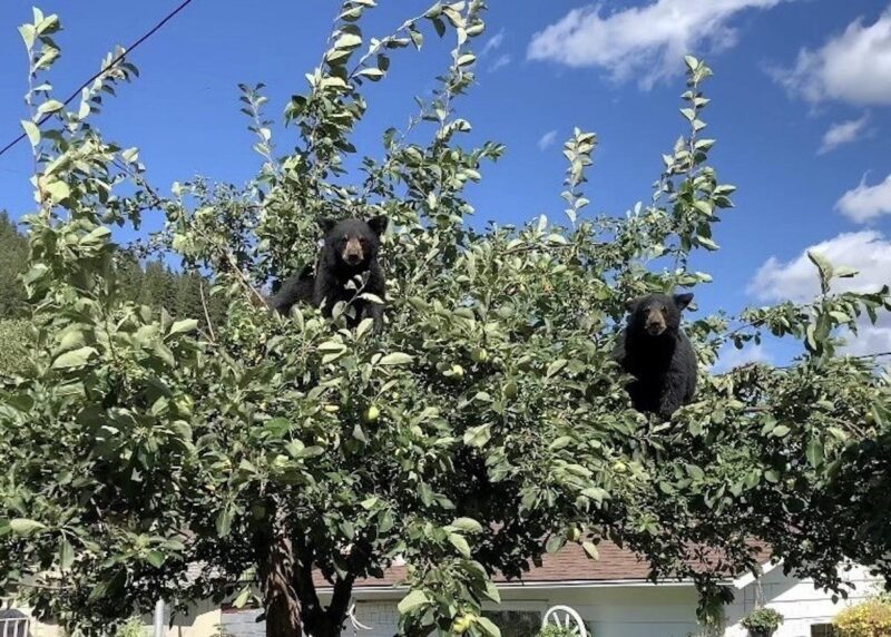 osos Jasper árboles fruta